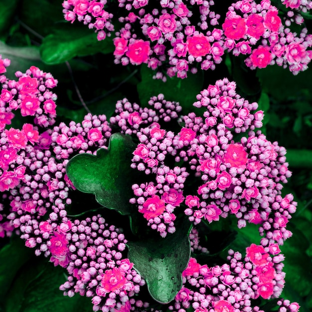 Fondo de flores. Concepto de amante de Gardel