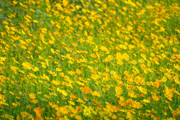 Fondo de flores cosmos amarillo