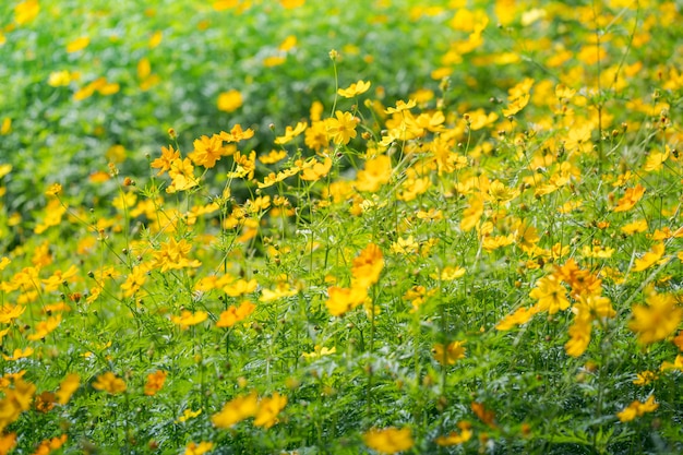 Fondo de flores cosmos amarillo