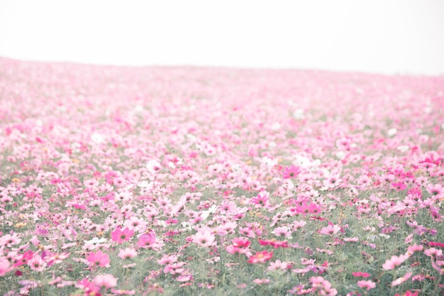 Fondo de flores de cosmos en estilo vintage