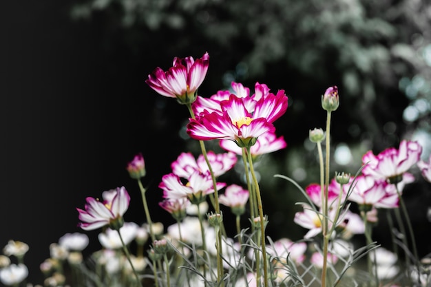 Fondo de flores cosmos rojo en estilo vintage.