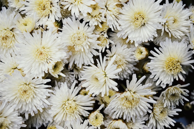 Fondo de flores de crisantemo blanco