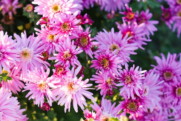 Fondo de flores de crisantemo rosa púrpura en el jardín