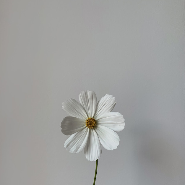 Fondo de flores de estilo minimalista Flor de manzana blanca sobre pared blanca Espacio de copia Concepto de primavera de verano de estilo de vida creativo