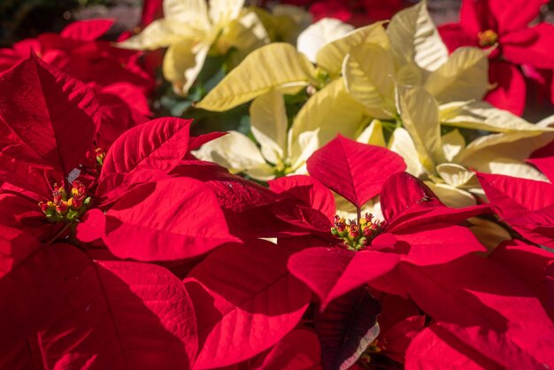 Foto fondo de flores de estrella de navidad en su mayoría borroso en un día soleado fondo de poinsettia rojo y blanco dorado con enfoque selectivo fondo de pantalla de navidad