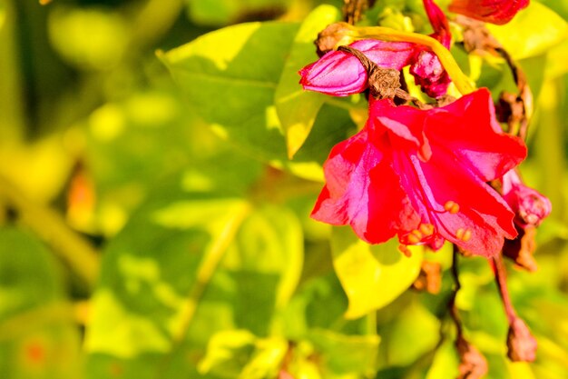 El fondo de las flores en flor