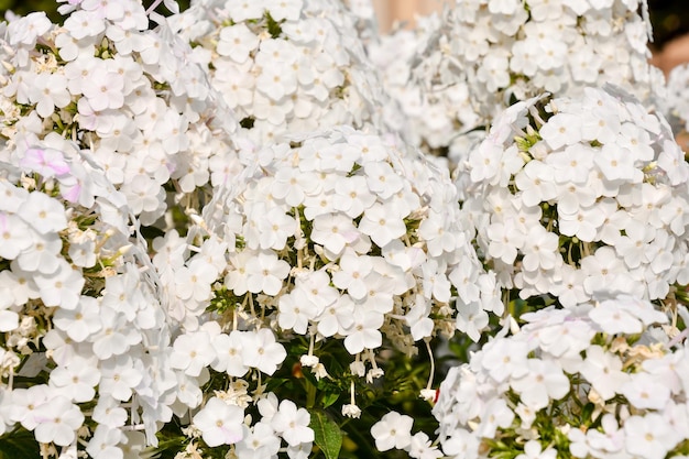 El fondo de las flores en flor