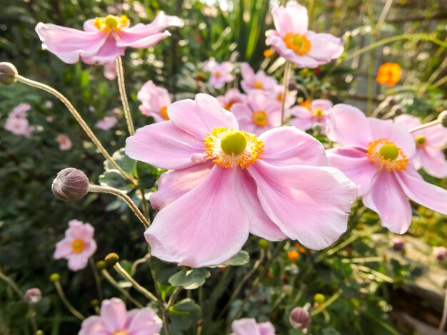 El fondo de las flores en flor