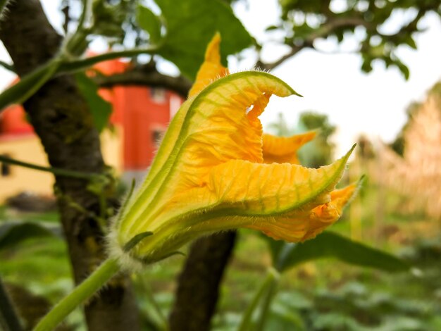 El fondo de las flores en flor