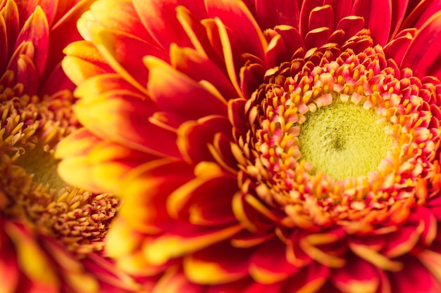 Fondo de flores gerbera colores rojo y amarillo