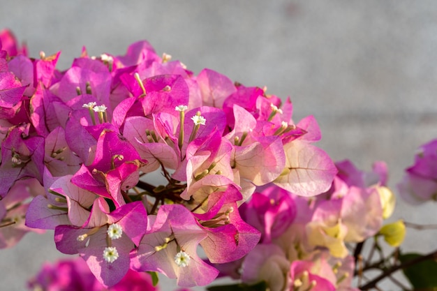 Fondo de flores Hermosa escena de la naturaleza con flores florecientes en la llamarada del sol Flores florecientes fondo festivo flores rosas