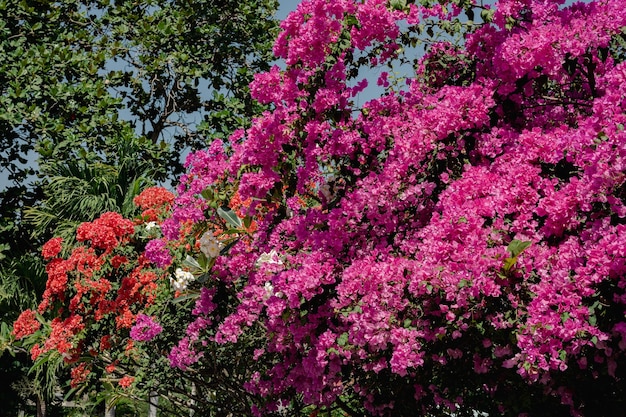 Fondo de flores Hermosa escena de la naturaleza con flores florecientes en la llamarada del sol Flores de verano Fondo de verano Disparo de fotograma completo de coloridas flores