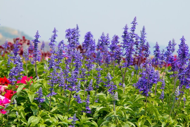 Fondo de flores hermosas