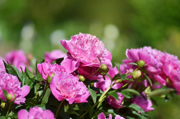 Fondo de flores Un hermoso arbusto de peonía floreciente con flores rosas en el jardín