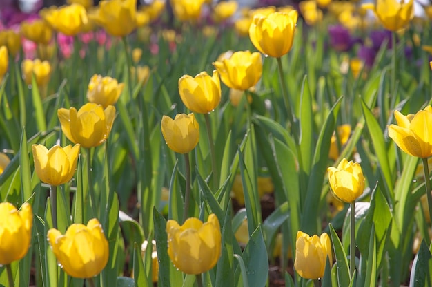 Foto fondo de flores. hermoso fondo de tulipanes.