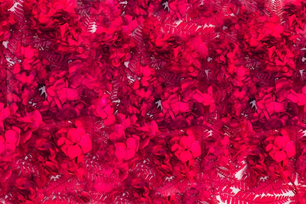 Fondo de flores de hortensia y hojas de helecho en el color de moda del año enfoque selectivo Tarjeta de regalo para el día de san valentín