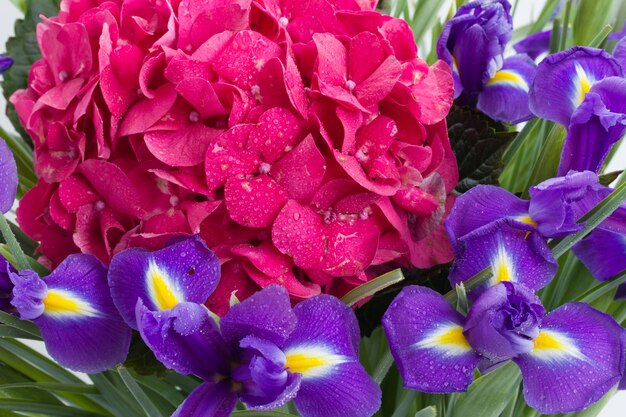 Fondo de flores de hortensia rosa y violeta iris