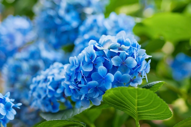 Fondo de flores de hortensia