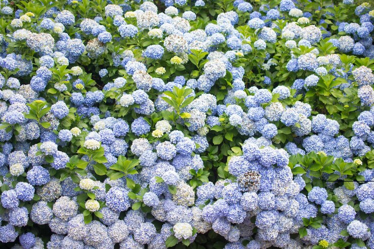 fondo de flores de hortensia