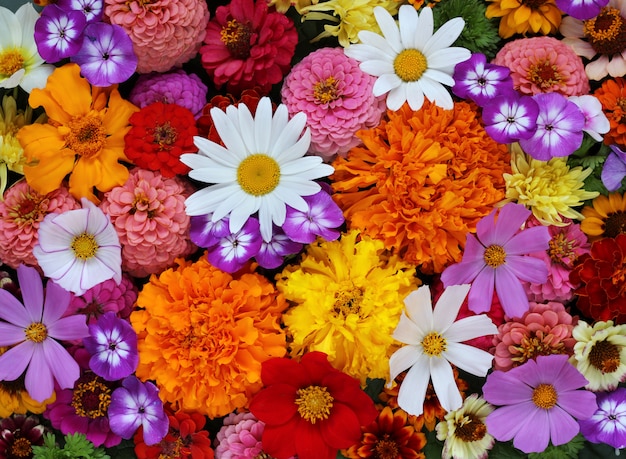 Fondo de flores de jardín, vista superior. Daisy, Phlox, dahlias y otros.