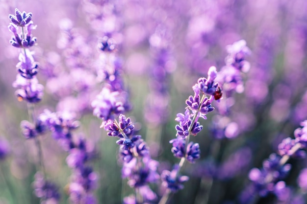 Fondo de flores de lavanda con hermosos colores púrpura y luces bokeh Lavanda floreciente en un campo al atardecer en Provenza Francia Primer plano Enfoque selectivo