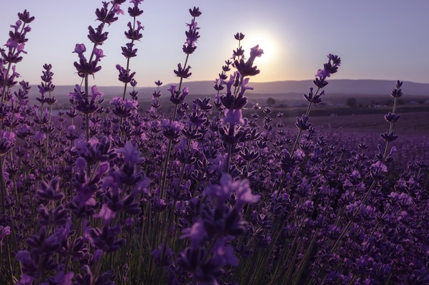 Fondo de flores de lavanda con hermosos colores púrpura y luces bokeh Lavanda floreciente en un campo al atardecer en Provenza Francia Primer plano Enfoque selectivo