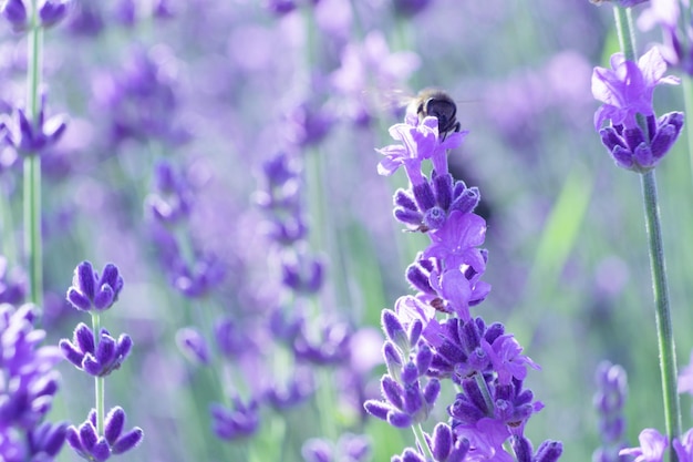 Fondo de flores de lavanda con hermosos colores púrpuras y luces de boquilla que florecen lavanda en un