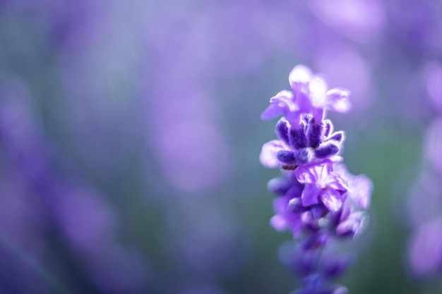 Fondo de flores de lavanda con hermosos colores púrpuras y luces de boquilla que florecen lavanda en un