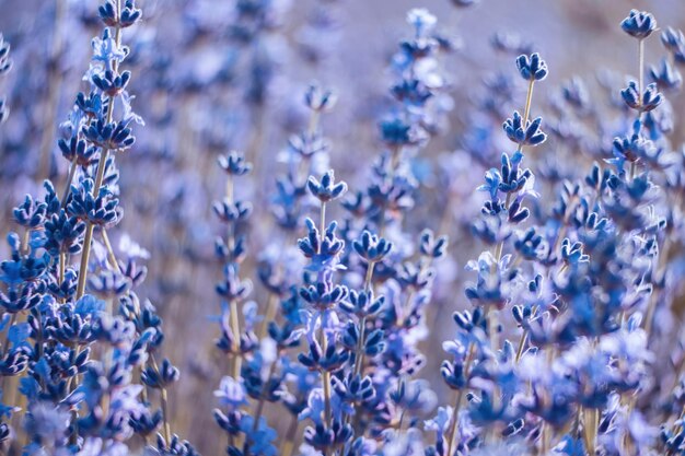 Fondo de flores de lavanda con hermosos colores púrpuras y luces de boquilla que florecen lavanda en un