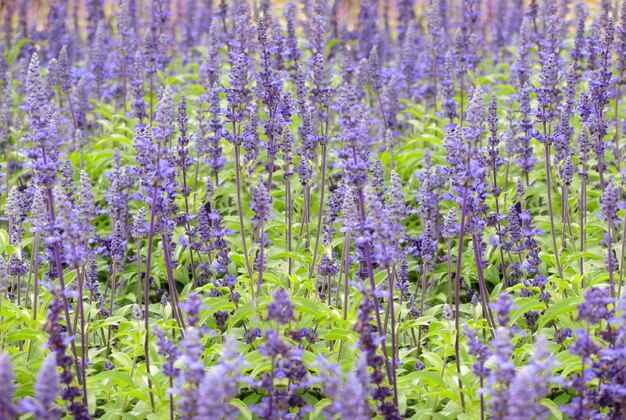 Fondo de flores de lavanda