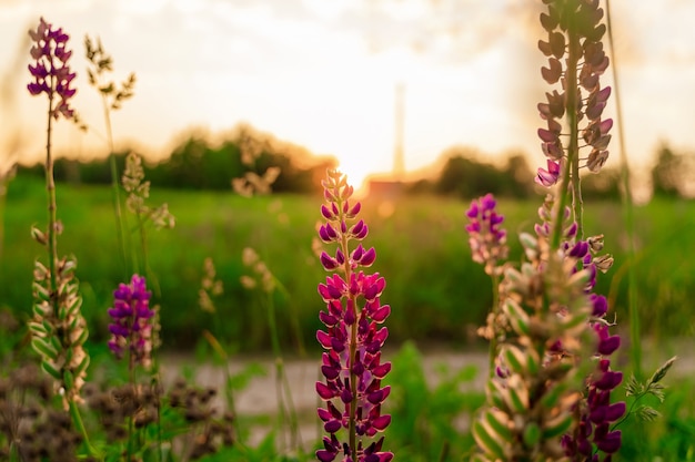 Fondo de flores de lupino Campo de flores de altramuces en la luz del atardecer