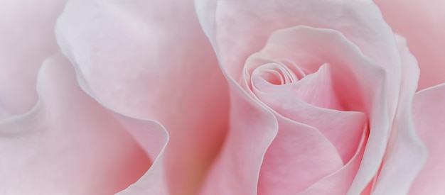 Fondo de flores de macro de flor de rosa blanca rosa pálido para diseño de marca de vacaciones