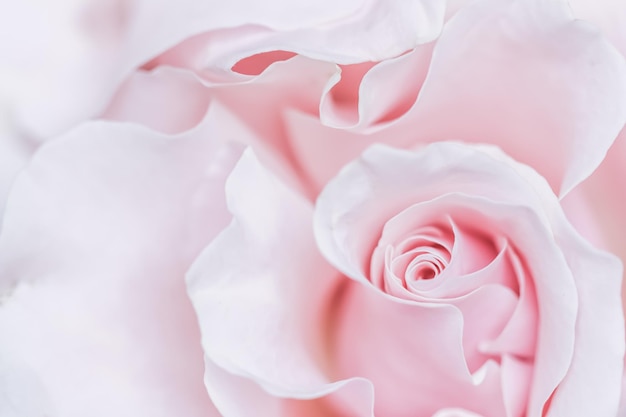 Fondo de flores macro de flor rosa blanca rosa pálido para diseño de vacaciones
