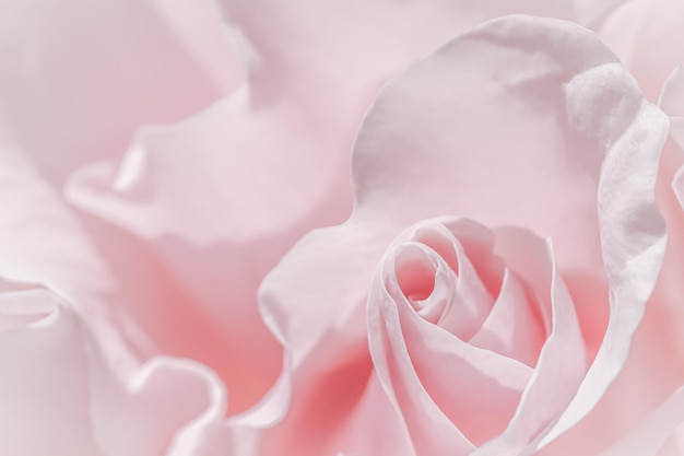 Fondo de flores macro de flor rosa blanca rosa pálido para diseño de vacaciones