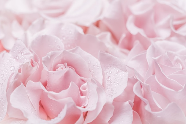 Foto fondo de flores macro de flor rosa blanca rosa pálido para diseño de vacaciones