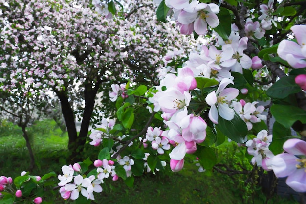 Fondo de flores de manzana floreciente de primavera