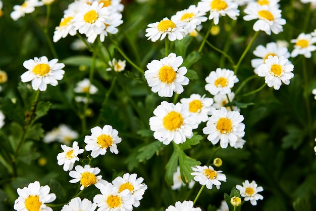 Fondo de flores de manzanilla. Pétalos de manzanilla blanca, primer plano