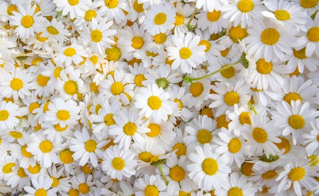 Fondo de flores de margarita de flor encantadora Textura de margarita blanca