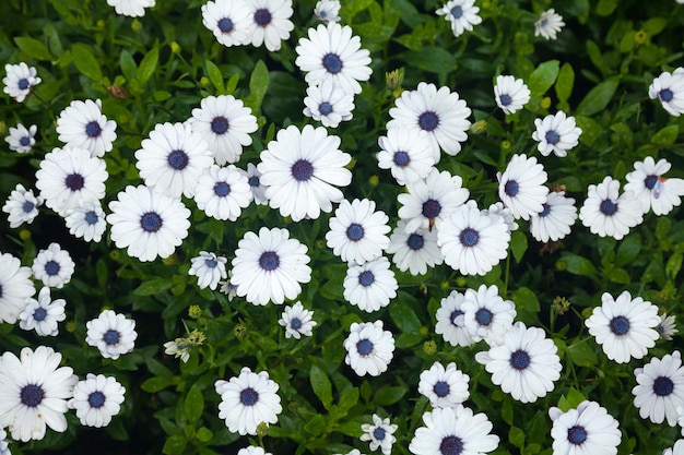 Fondo de flores de margarita