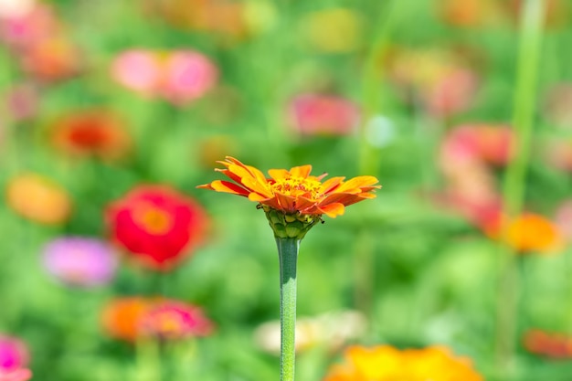 Fondo de flores, muchos colores hermosos y brillantes de Zinnia peruviana