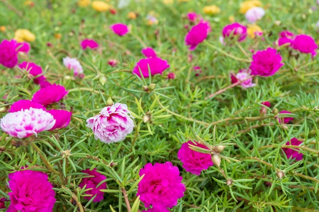 Fondo de flores multicolores y flor de verdolaga común