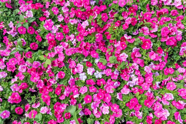 Fondo de flores multicolores naturales y pasto verde