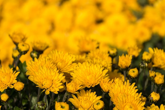 fondo de flores naturales. flores de crisantemo amarillo de cerca