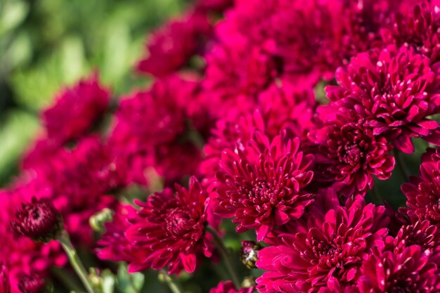 fondo de flores naturales. flores de crisantemo rosa de cerca