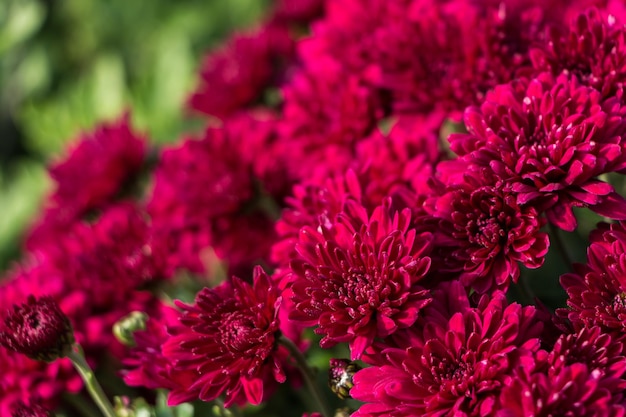 fondo de flores naturales. flores de crisantemo rosa de cerca