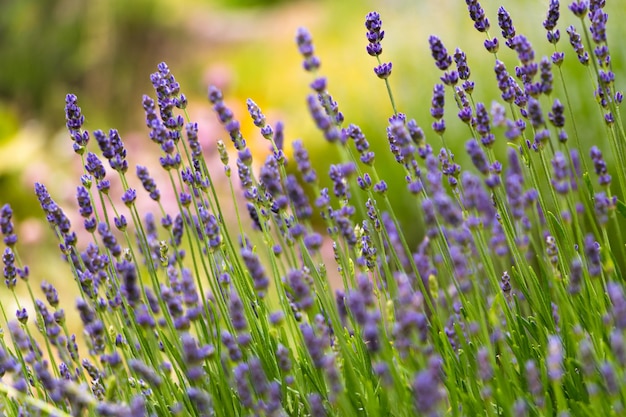 fondo de flores naturales flores de lavanda frescas cerca en un día soleado