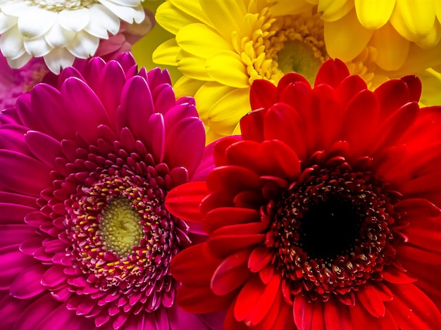 Fondo de flores naturales. Gerberas rojas, moradas, amarillas y blancas de cerca.