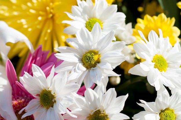 fondo de flores y naturaleza, concepto de primavera y alegría