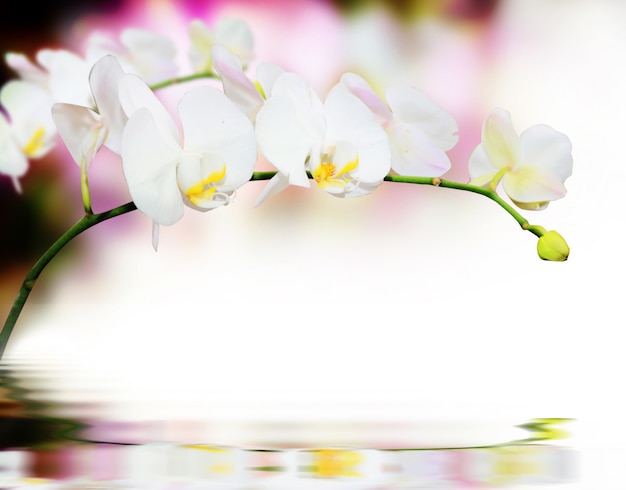 Fondo de flores de orquídea con reflejo