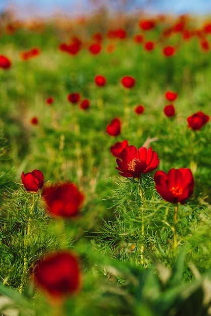 Fondo con flores de paeony peonía roja